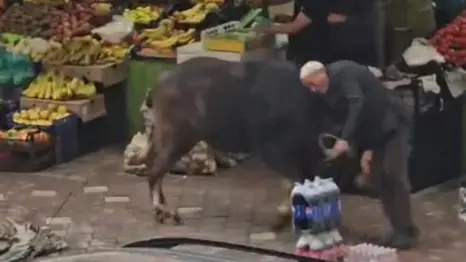 Sahibinin elinden kaçan manda vatandaşlara saldırdı