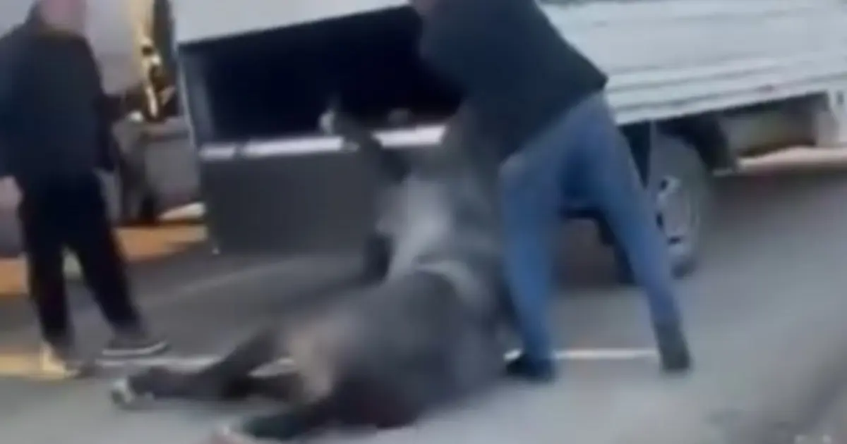Kamyonetin arkasına bağladığı atı dakikalarca sürükledi