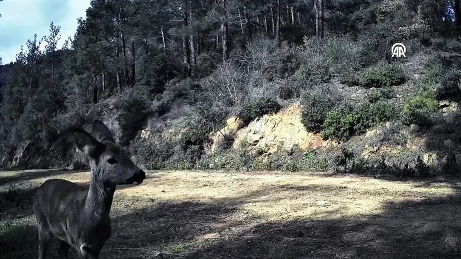 Tekirdağ'da 3 karaca fotokapanla görüntülendi
