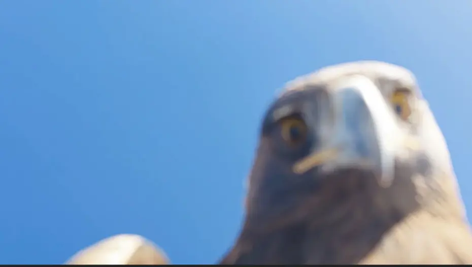 Kartal çekim yapan dronu kapıp dağın zirvesine bıraktı