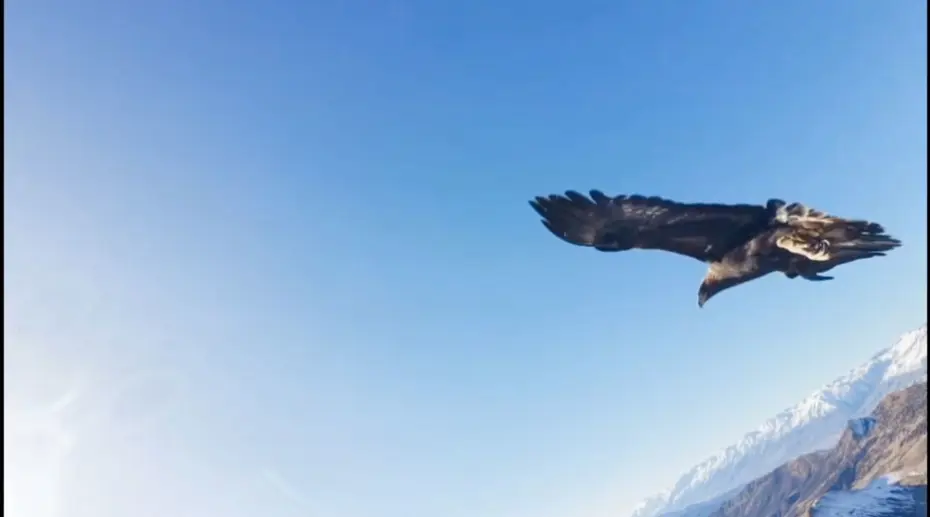 Kartalın kaptığı drone 6 saatlik tırmanışla geri alındı