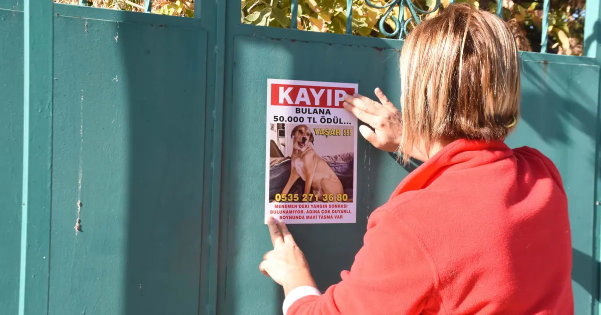 Kayıp köpeğini bulana 50 bin lira ödül verecek