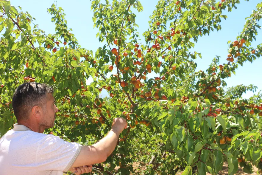 Kilosu 40 TL'ye satılıyor. 3 köyden tam 20 bin ton ürün bekleniyor 1