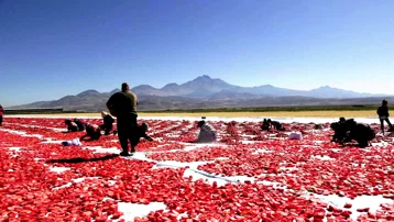 Erciyes’in eteklerinde kurutuluyor, İtalya’da pizzalara lezzet katıyor