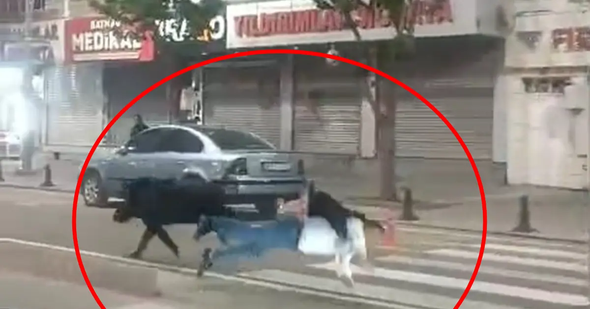 Şehir ortasında yaban domuzu paniği! 3 kişiye saldırdı