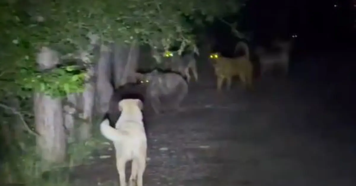 Başıboş köpekler, ayılarla karşı karşıya geldi