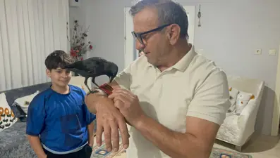 Evin evcil hayvanı karga oldu
