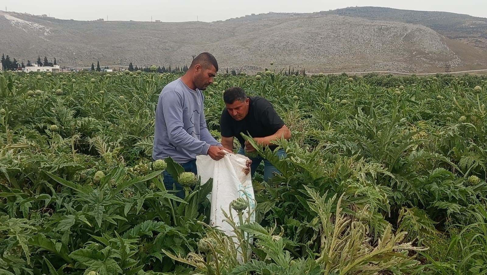 Kıbrıs'ta yiyip çok beğendi. Memleketinde üretime başladı, tanesini 35 liraya satıyor