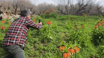 'Ağlayan Gelin'i görmeye geliyorlar. En güzel endemik bitki