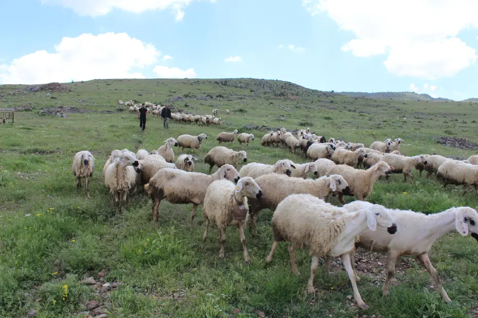 Türkiye, hayvan varlığında AB ülkelerinin tamamını geride bıraktı
