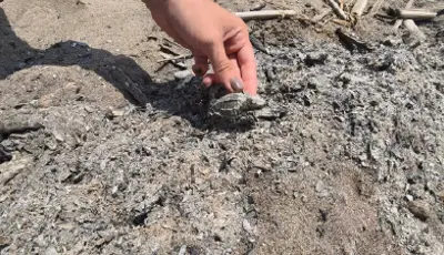 Denize ulaşmaya çalışıyordu, yanarak öldüAntalya'da kumsalda yakılan ateş, denize ulaşmaya çalışan yavru carettanın ölümüne neden oldu.