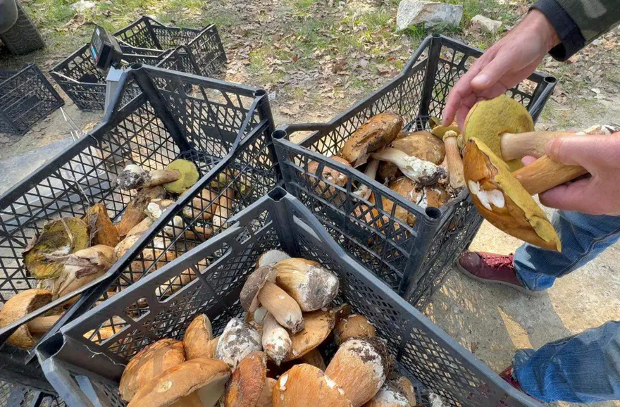 Geçen yıl kilosu 200 liraydı, bu sene 500 lira: Artık gramla satılıyor 3 Geçen yıl kilosu 200 liraydı, bu sene 500 lira: Artık gramla satılıyor 3