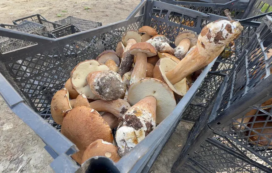 "ÜÇ SAATTE ÜÇ TANE BULABİLDİM" 4 "ÜÇ SAATTE ÜÇ TANE BULABİLDİM" 4