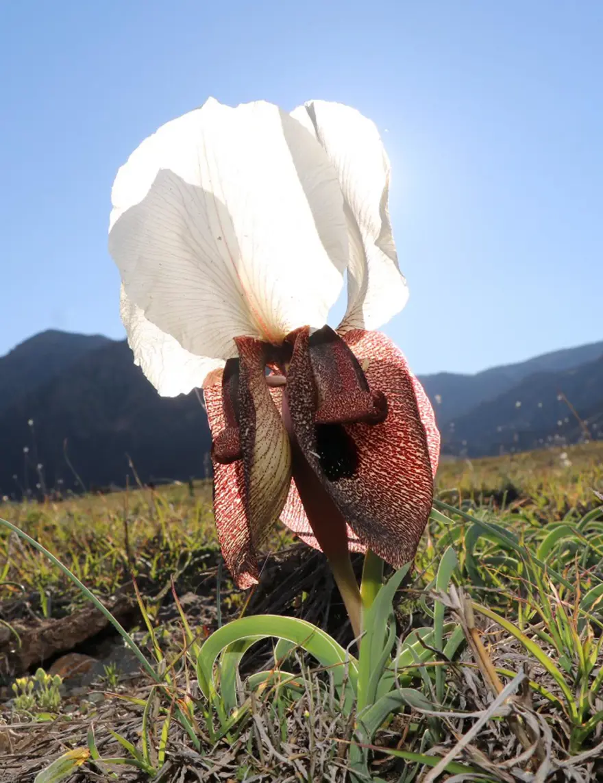 Nadide bir iris türü. Bahar geldi açtı 2