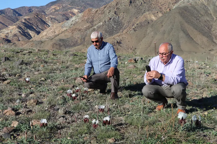 Nadide bir iris türü. Bahar geldi açtı 1