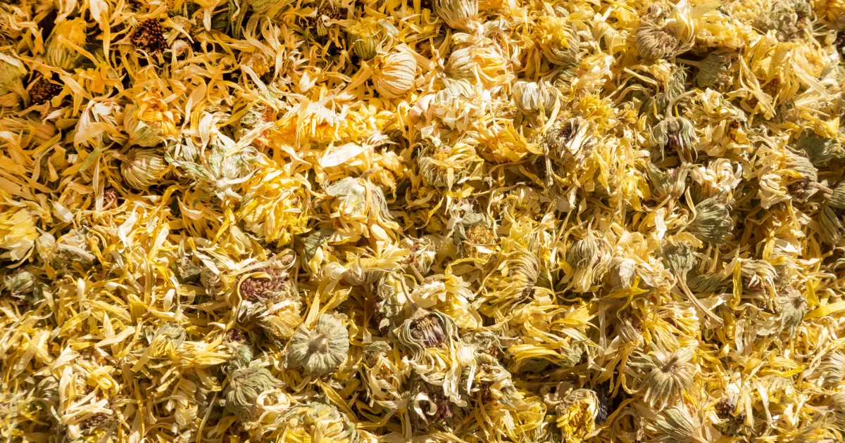 Yol kenarında kendiliğinden yetişiyor ama kıymetini bilen yok. Doğanın hazinesi vücudu yeniliyor