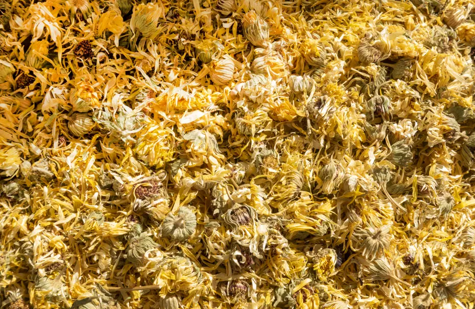 Yol kenarında kendiliğinden yetişiyor ama kıymetini bilen yok. Doğanın hazinesi vücudu yeniliyor