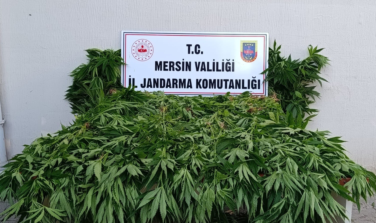 Ormanda yasa dışı kenevire suçüstü. Sulama yaparken yakalandılar