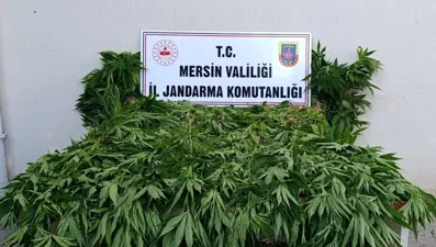 Ormanda yasa dışı kenevire suçüstü. Sulama yaparken yakalandılar