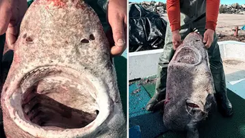 Yalova açıklarında 4 metrelik köpek balığı ağlara takıldı