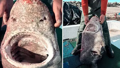 Yalova açıklarında 4 metrelik köpek balığı ağlara takıldı