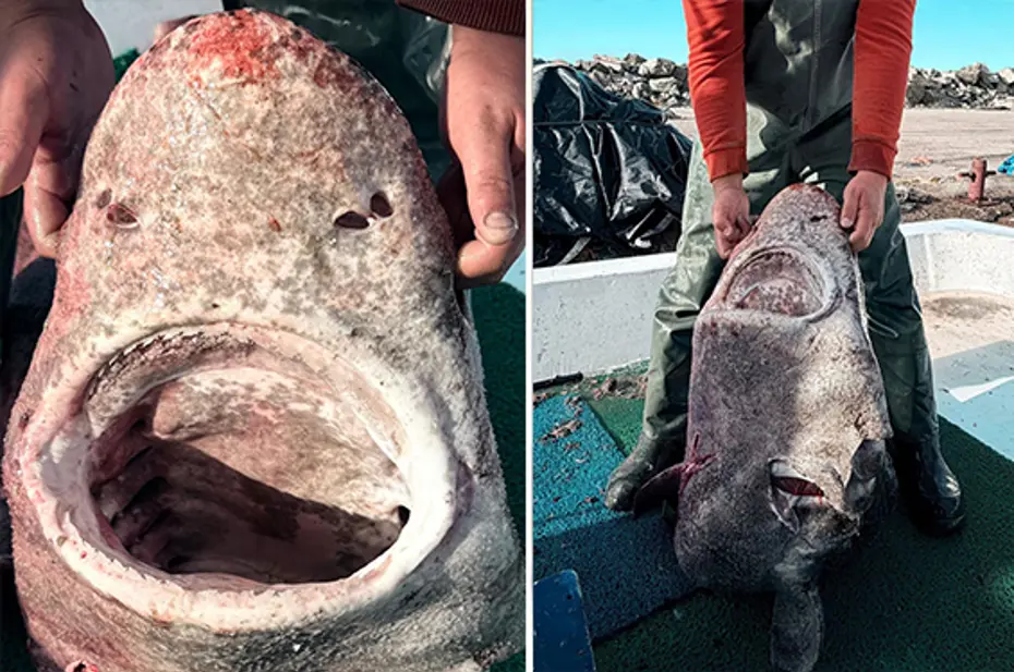 Yalova açıklarında 4 metrelik köpek balığı ağlara takıldı