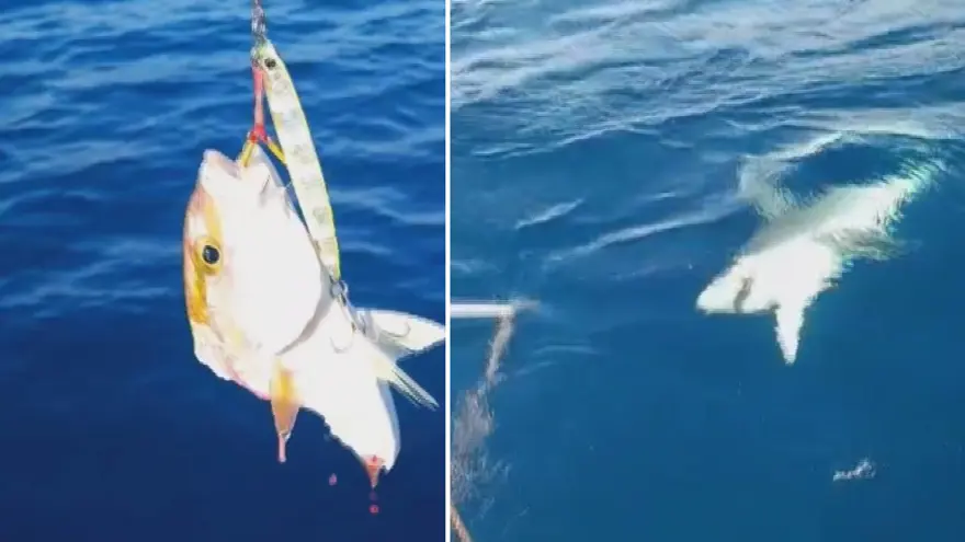 Hatay'da oltasına köpek balığı takıldı! 1 saat mücadele etti, o anları anlattı 2