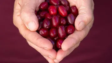 Antioksidan, C vitamini ne varsa onda. Doğal bağışıklık güçlendirici