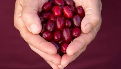 Antioksidan, C vitamini ne varsa onda. Doğal bağışıklık güçlendirici