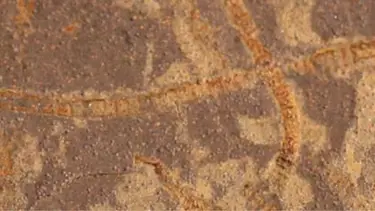 3,3 milyar yıllık kayalarda kadim yaşamın izleri bulundu