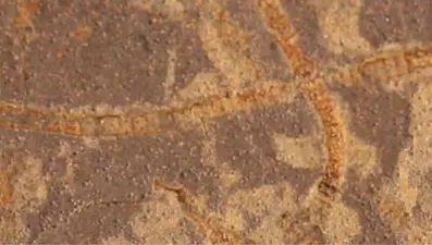 3,3 milyar yıllık kayalarda kadim yaşamın izleri bulundu