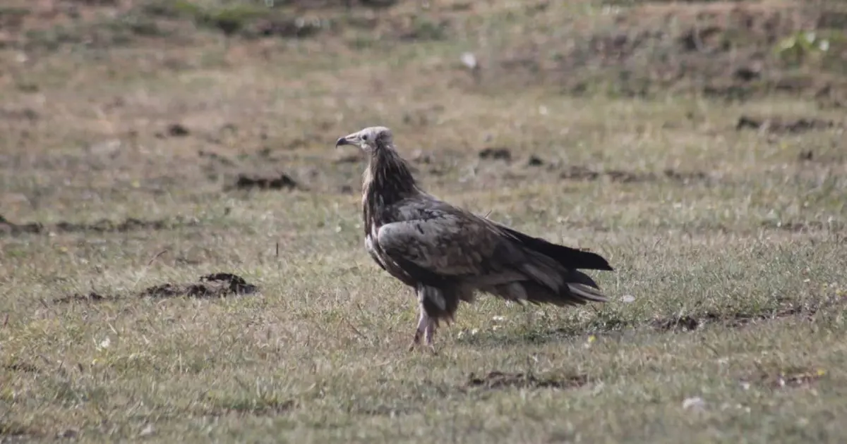 Bayburt’ta görüldü... Nesli tehlike altında olan Mısır Akbabası