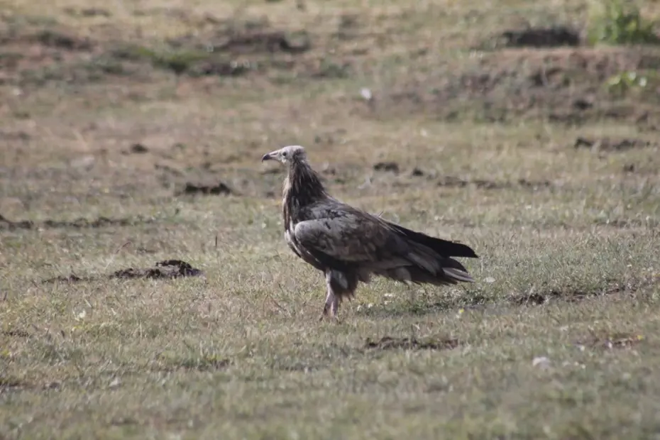 Bayburt’ta görüldü... Nesli tehlike altında olan Mısır Akbabası
