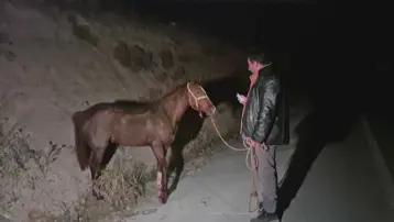 Milyonluk yarış tayları çiftlikten kaçtı. 8'i karayolunda telef oldu, zarar çok büyük