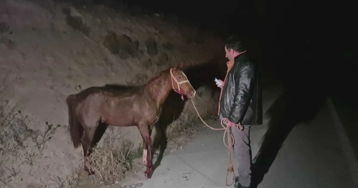 Milyonluk yarış tayları çiftlikten kaçtı. 8'i karayolunda telef oldu, zarar çok büyük