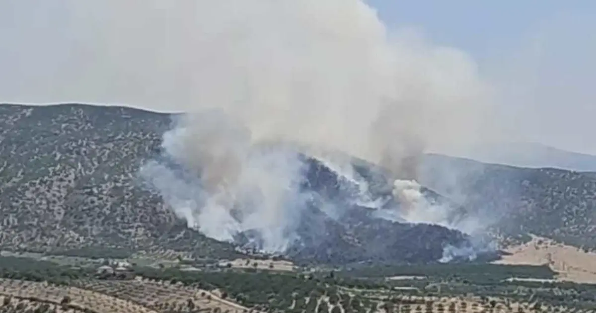 Malatya'da orman yangını. Ekiplerin müdahalesi sürüyor