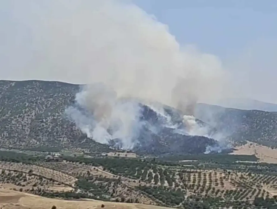 Malatya'da orman yangını. Ekiplerin müdahalesi sürüyor