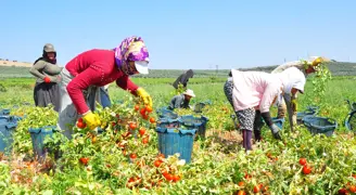 Ekim alanı düştü, fiyatlar geçen yılın gerisinde