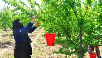 Dumanlı papaz eriğinde hasat. Sabahın erken saatinde toplamaya başladılar