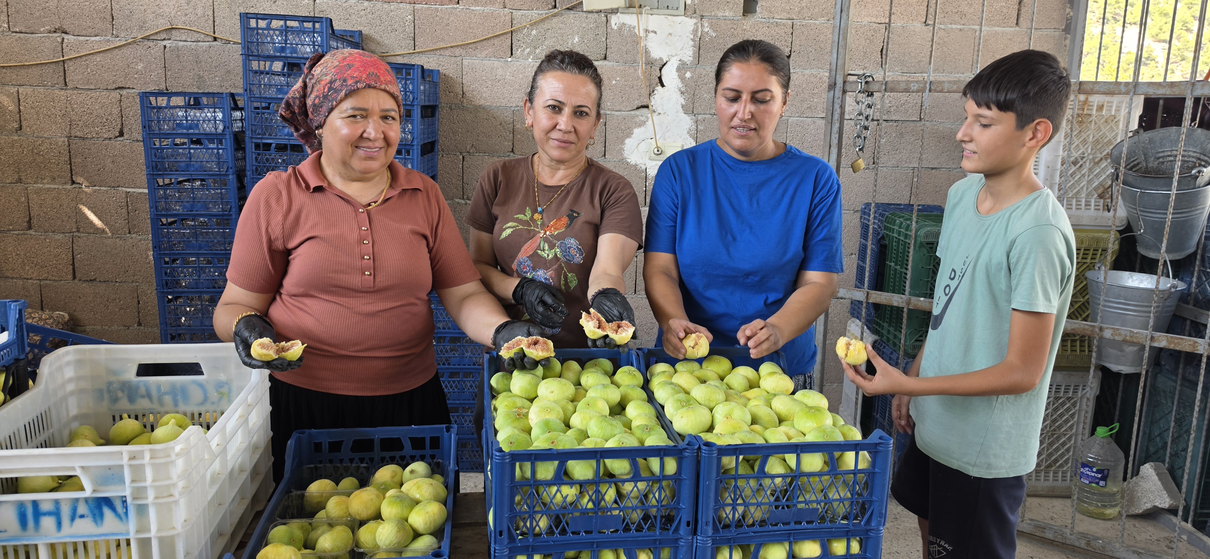 Güneş doğmadan zorlu mesai, hasat başladı. Dalında 150-200, kurutulunca kilosu 800 TL