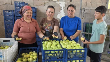 Güneş doğmadan zorlu mesai, hasat başladı. Dalında 150-200, kurutulunca kilosu 800 TL