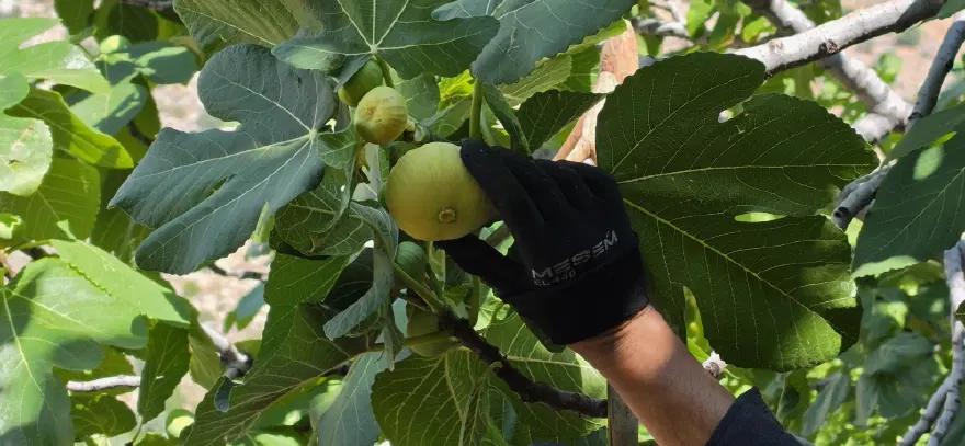 KURUTULUNCA KİLOSU 800 TL'YE ÇIKIYOR 3