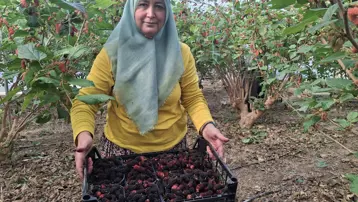 Tamamen doğal ve ilaçsız yöntemlerle yetişiyor. Çiftçiler talebe yetişmekte zorlanıyor