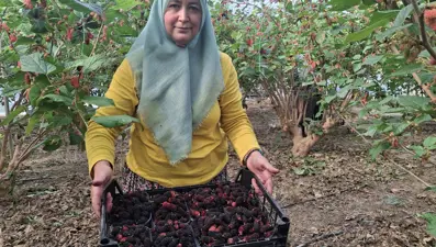 Tamamen doğal ve ilaçsız yöntemlerle yetişiyor. Çiftçiler talebe yetişmekte zorlanıyor