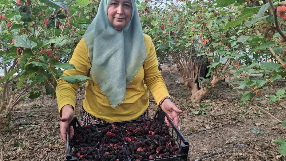 Tamamen doğal ve ilaçsız yöntemlerle yetişiyor. Çiftçiler talebe yetişmekte zorlanıyor