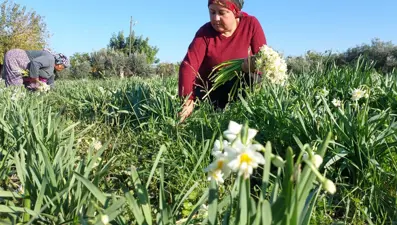 ''Aşk çiçeği'' olarak da biliniyor, her bir boğumda 50 tane var. Fiyatı 300 TL'den başlıyor