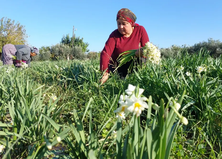 ''Aşk çiçeği'' olarak da biliniyor, her bir boğumda 50 tane var. Fiyatı 300 TL'den başlıyor