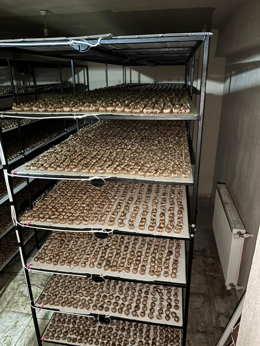 Gramı 700 lira | Mali müşavirliği bıraktı, safran üretimine başladı 3