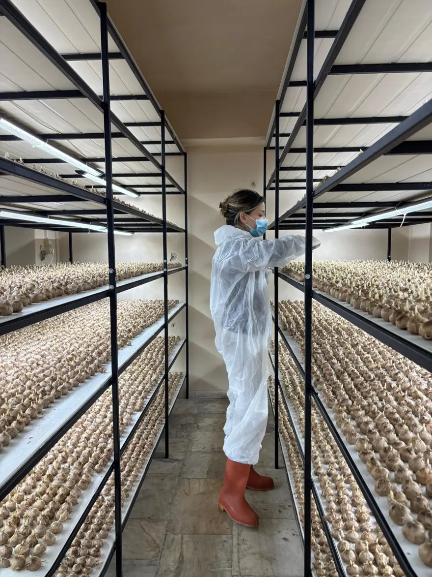 “TARLADA SOĞAN GELİŞİMİ DAHA YAVAŞ”

 2