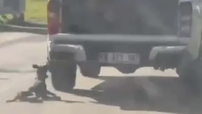 Muğla'da vahşet: Kamyonete bağlanarak sürüklenen köpek öldü